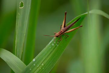 View of the grasshopper eating the dew and the natural background