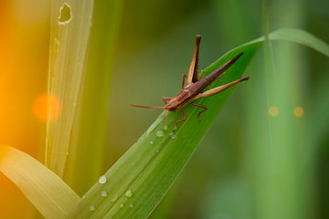 View of the grasshopper eating the dew and the natural background