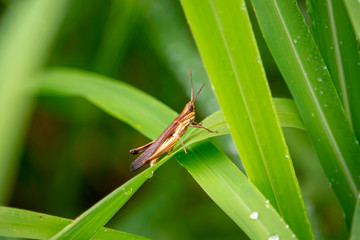 View of the grasshopper eating the dew and the natural background