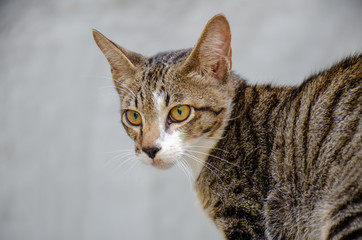Thai cat, close-up eyes cat 