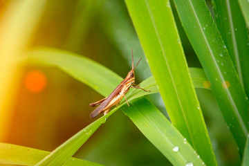 View of the grasshopper eating the dew and the natural background