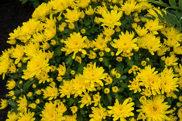 Gelb blühende Garten-Chrysanthemen