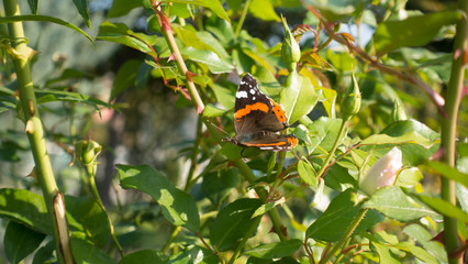 Butterfly on a rose bush close-up