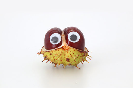 Kastanienm&auml;nnchen