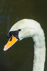 A white swan swimming on a small forest lake