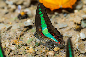 butterfly