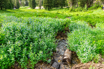 Albion Basin, Utah summer with many tall chiming bell flowers by creek river water in Wasatch mountains