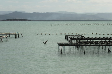 ostras mar gaivota