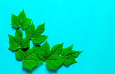 Fototapeta na wymiar Green leaves on blue background, background concept.