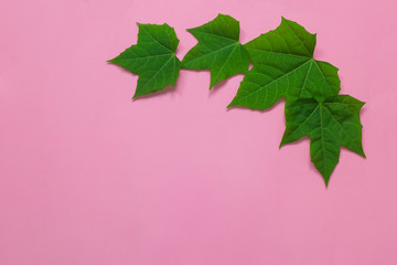 green leaves on pink background, background concept.