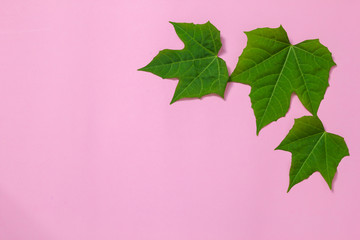 green leaves on pink background, background concept.