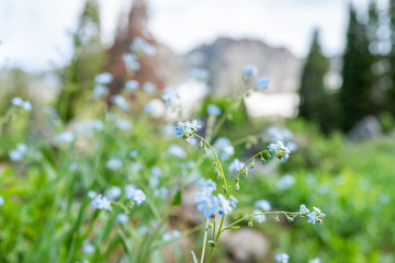 Macro closeup of many forget-me-not blue flowers with bokeh background on trail in Albion Basin, Utah summer in Wasatch mountains famous for wildflowers
