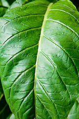 Tobacco leafs at a plantation at Spain, detail
