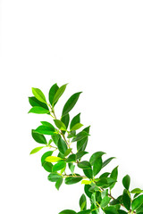 green leaves on white background, background concept.
