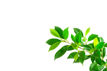 green leaves on white background, background concept.