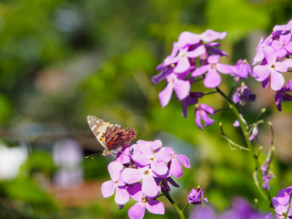 Butterfly on purple flowers