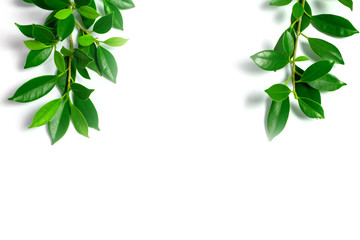 green leaves on white background, background concept.