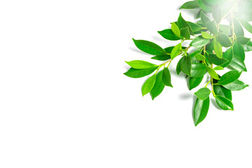 green leaves on white background, background concept.