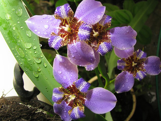 Blue walking Iris  / Neomarica Caerulea Regina - This flower is also known as Giant Queen Iris or Giant Apostle's Iris