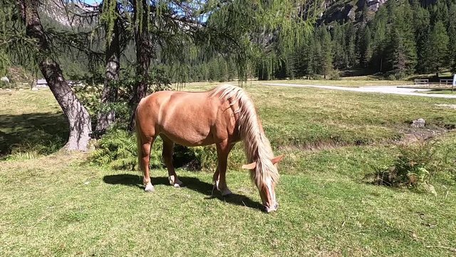A Haflinger horse with the typical long white mane grazes the grass in a Trentino meadow then approaches the camera in foreground with the Brenta Dolomites in the background
