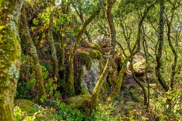 broad-leaved phyllire trees in a relict forest in Portugal