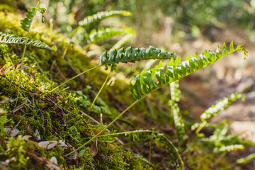 young fern on the moss