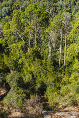 Tall pine trees from over the top of the mountain