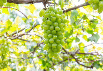 green grape in vineyard