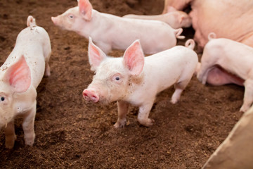 Many pigs are walking on the chaff in an organic pig farm. Rural farm