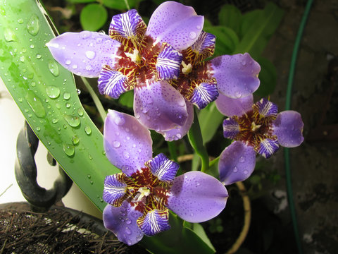 Blue walking Iris  / Neomarica Caerulea Regina - This flower is also known as Giant Queen Iris or Giant Apostle's Iris