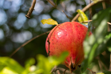 Pomegranate is a very special fruit that represents an authentic concentration of beneficial properties, so much so that it is considered a real superfood!
