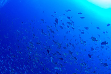 パラオ_ペリリュー_スキューバダイビング