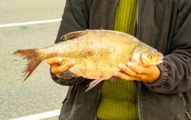 freshly caught fish bream in the hands of an angler.Selective focus. Blur background