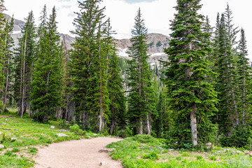 Albion Basin, Utah summer with landscape pine forest view of dirt road trail in Wasatch mountains to Cecret Lake