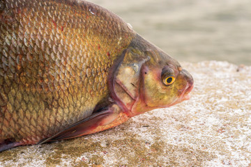 bream fish on a white background. Selective focus. Blur background