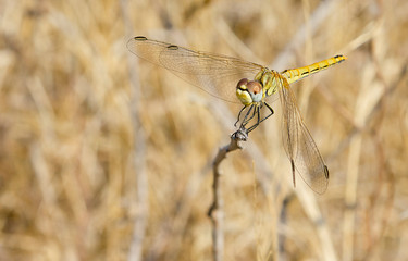 DRAGON FLY
