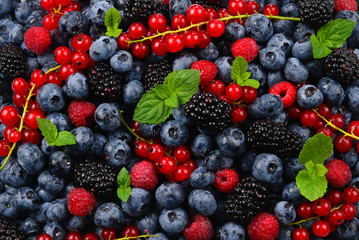 Blackberry, raspberry, blueberry,  red currant and mint background.