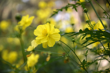 Obraz premium yellow flowers in the garden
