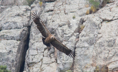 GRIFO