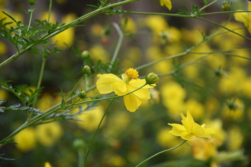 yellow flowers on background of green leaves