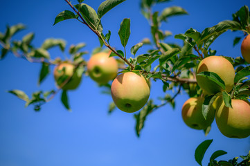 Golden Delicious with Blue Sky