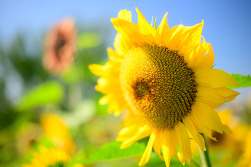 Sunflower Closeup
