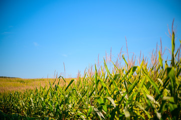 Corn Field with Blue Sky