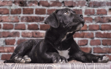 canecorso black puppy on brick wall background close up
