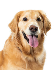 Closeup Happy Golden Retriever Dog Open Mouth