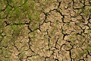 Dry and hot summers dry, cracked soil, ground on the field with some small, green plants.
