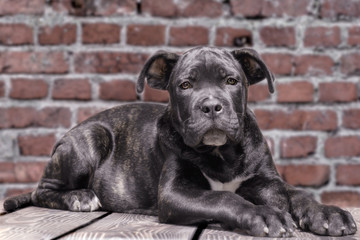 canecorso black puppy on brick wall background close up