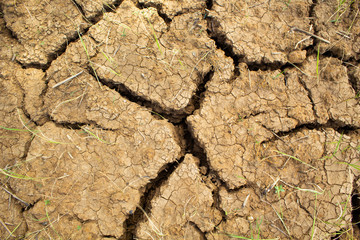 Dry and hot summers dry, cracked soil, ground on the field with some small, green plants.