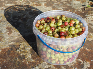 Gooseberry in a plastic bucket