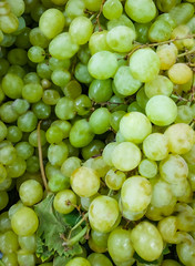 Close - up of young green branches of grapes in the vineyard .